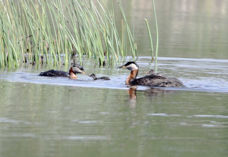 Red-necked Grebe with babies_5419.jpg