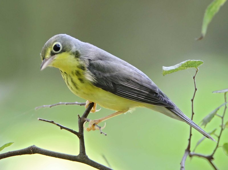Canada Warbler - adult female_8363.jpg