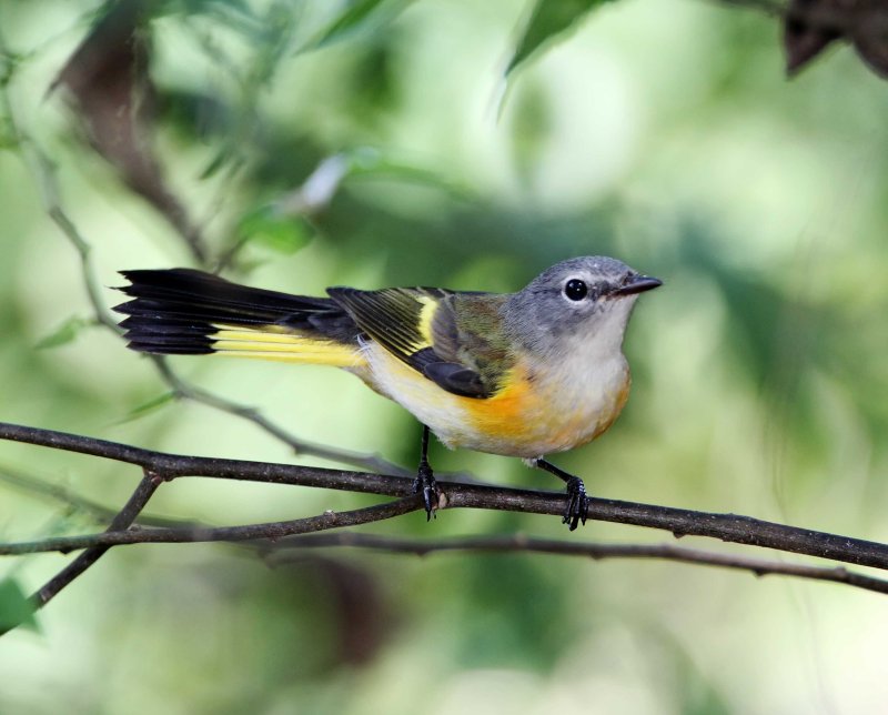 American Redstart - juvenile male_8420.jpg