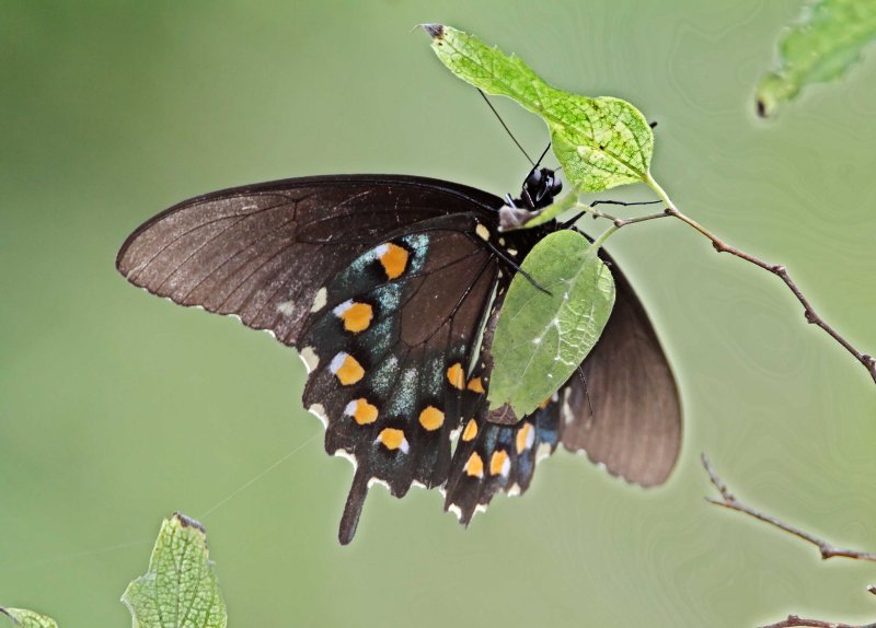 Pipevine Swallowtail - male_8394.jpg