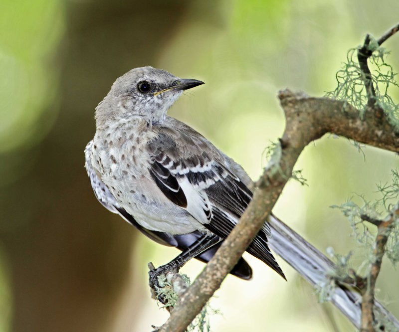 Northern Mockingbird - juvenile_8562.jpg