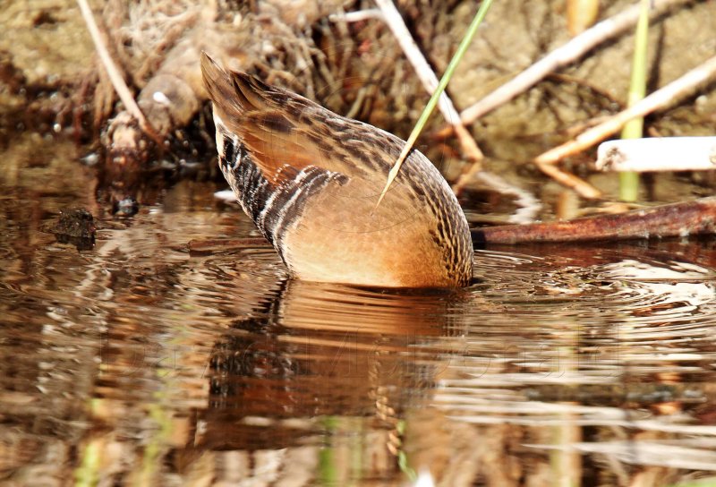 Virginia Rail - adult_9800.jpg