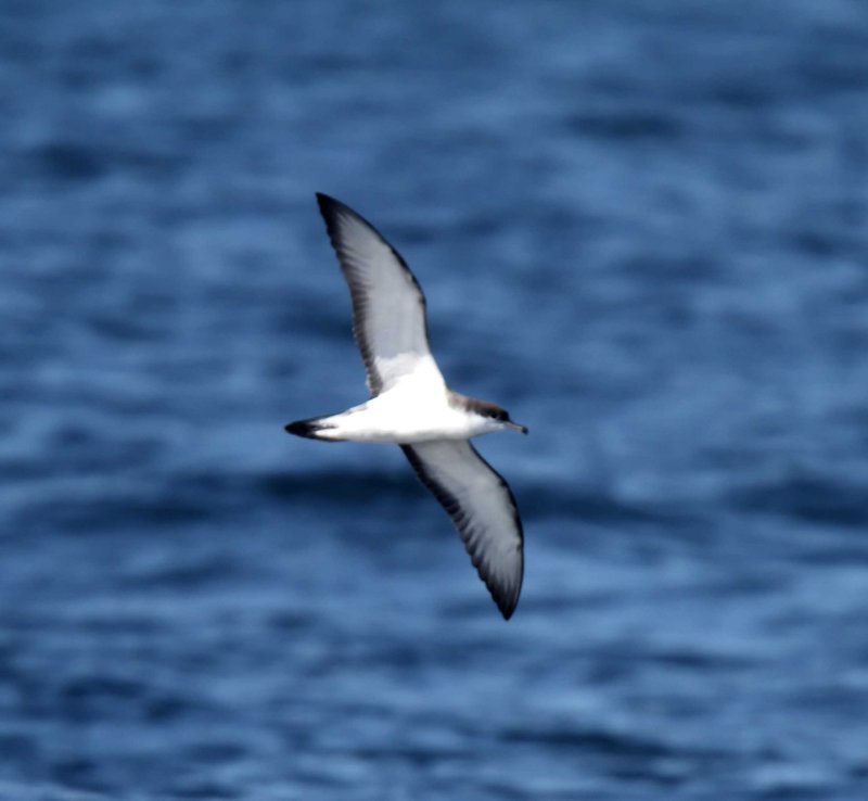 Bullers Shearwater_0374.jpg