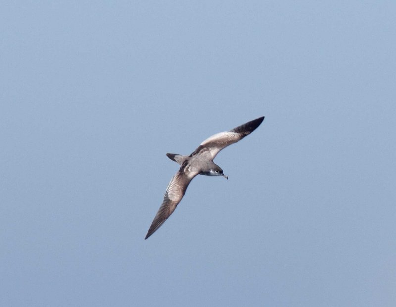 Bullers Shearwater_1437.jpg