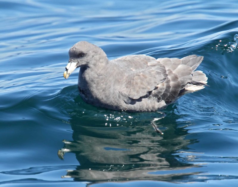 Northern Fulmar_0933.jpg