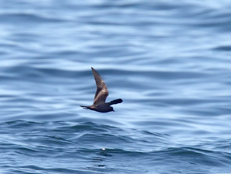 Black Storm-Petrel_0869.jpg