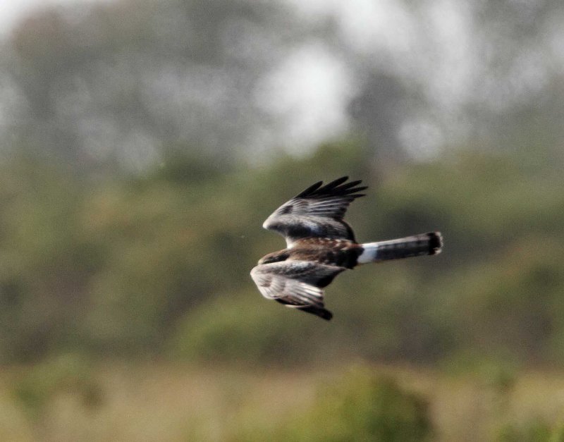 Northern Harrier - female_2165.jpg