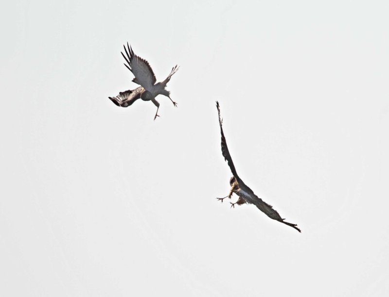 Northern Harrier - female vs male1_2177.jpg