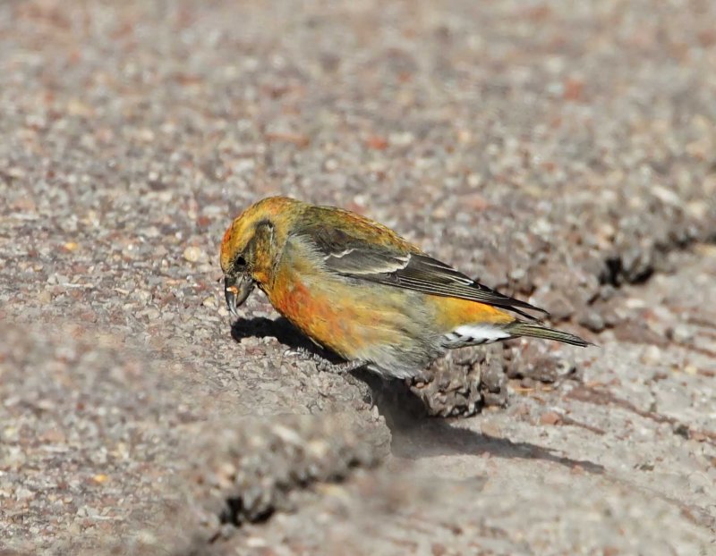 Red Crossbill - 1st year male - variant_3155.jpg