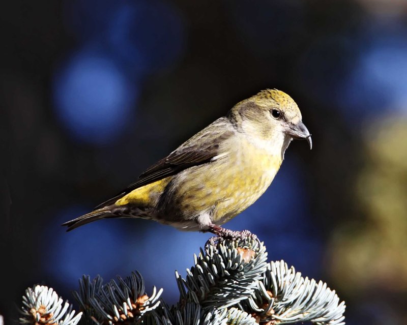 Red Crossbill - female_3210.jpg