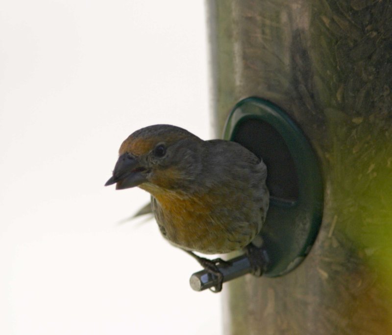 House Finch - yellow variant male_7565.jpg