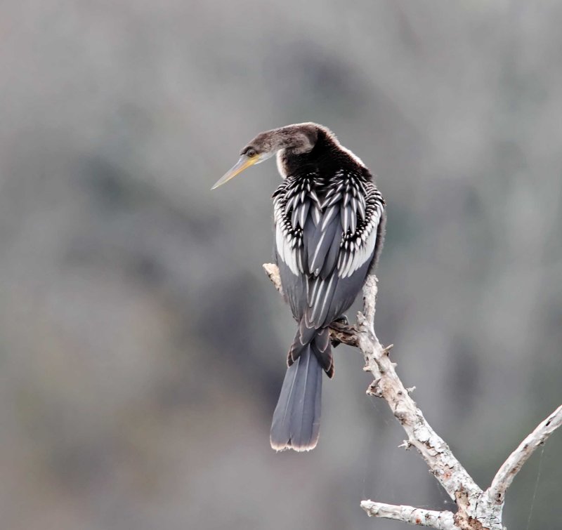 Anhinga_3378.jpg