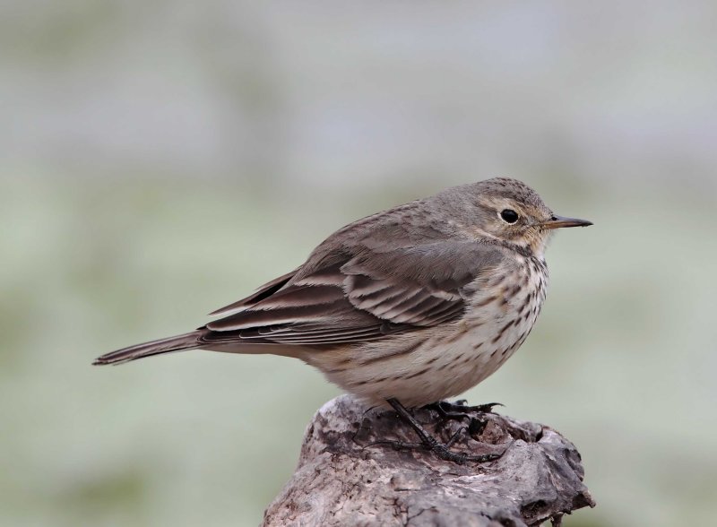 American Pipit_3400.jpg