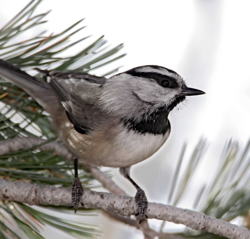 Mountain Chickadee_2950.jpg