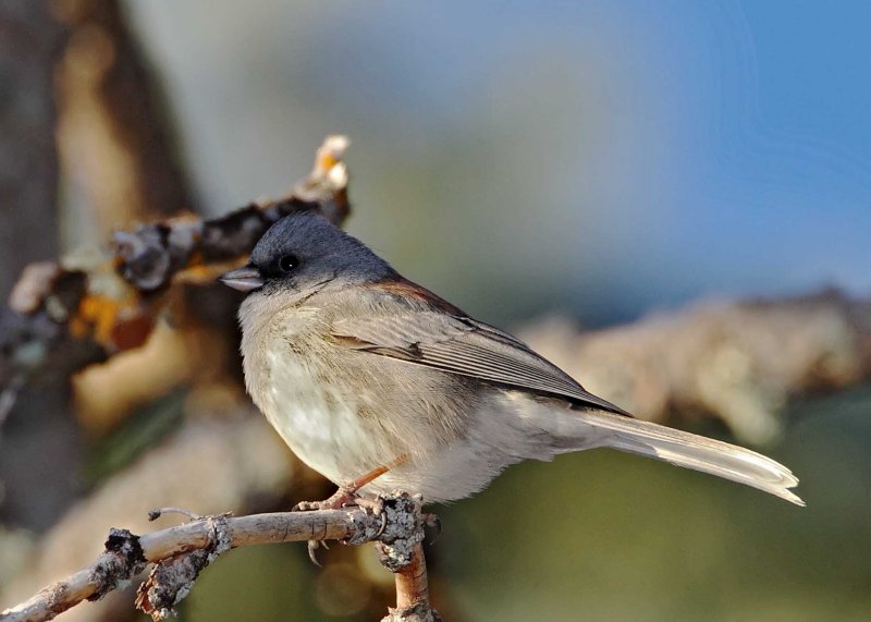 Dark-eyed Junco gray-headed_2989.jpg