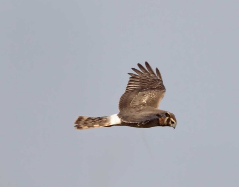 Northern Harrier - female_3674.jpg