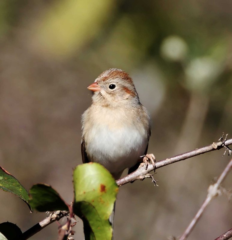 Field Sparrow_4682.jpg
