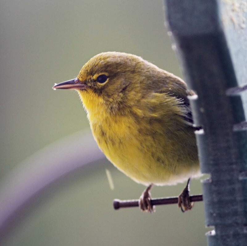 Pine Warbler - male_3962.jpg