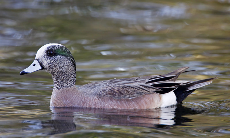 American Wigeon - male breeding_1757