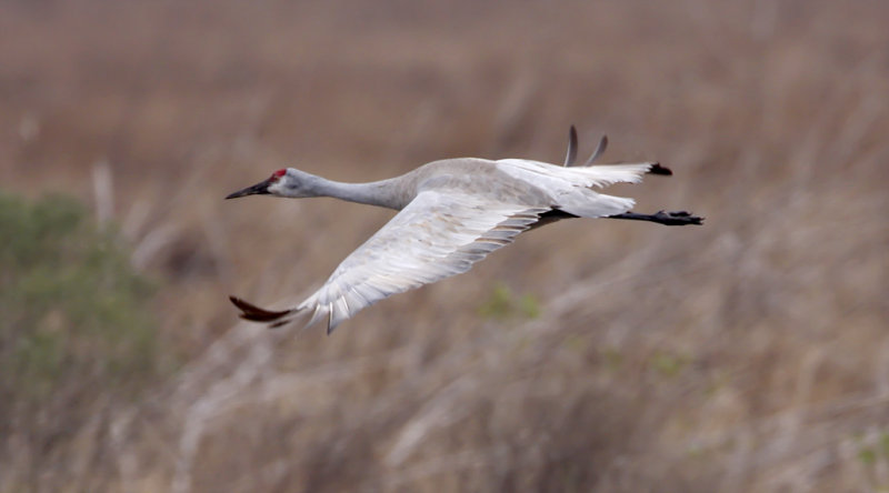 Sandhill Crane_1967.jpg