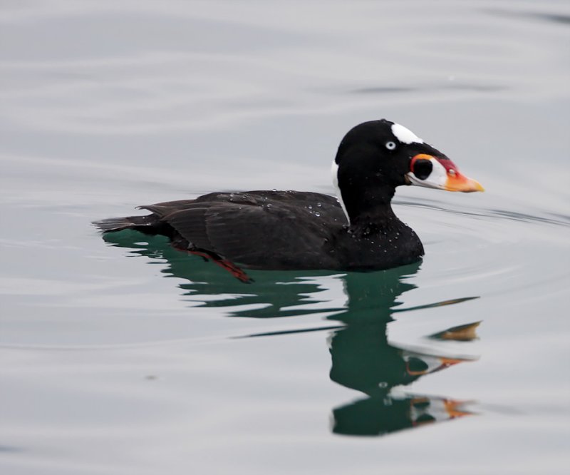 Surf Scoter - male breeding_2376.jpg