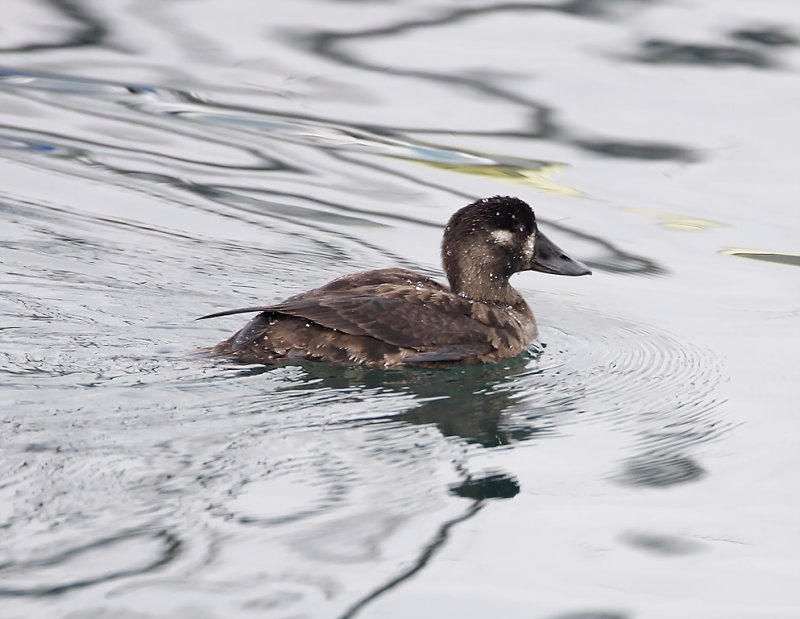 Surf Scoter - female_2486.jpg