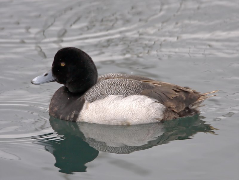 Greater Scaup - male_3890.jpg