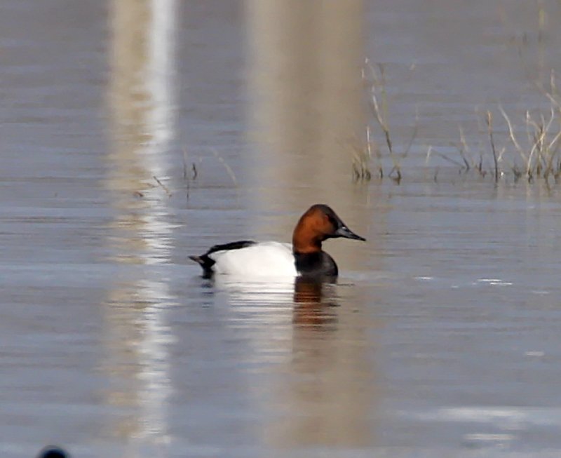 Canvasback - male_2698.jpg