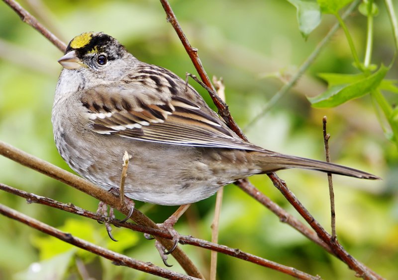 Golden-crowned Sparrow - breeding_3342.jpg