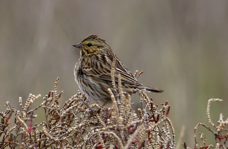 Savannah Sparrow_2902.jpg