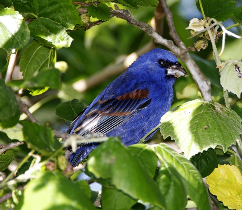 Blue Grosbeak - male_5630.jpg