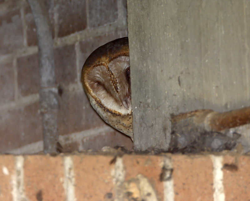 Barn Owl_7507.jpg