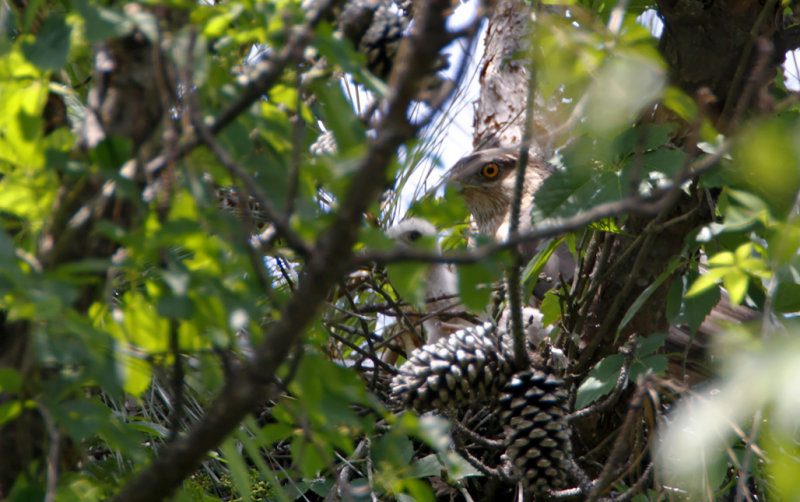 Coopers Hawk with chick_0913.jpg
