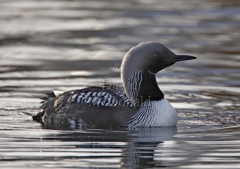 Pacific Loon - breeding adult_9756.jpg