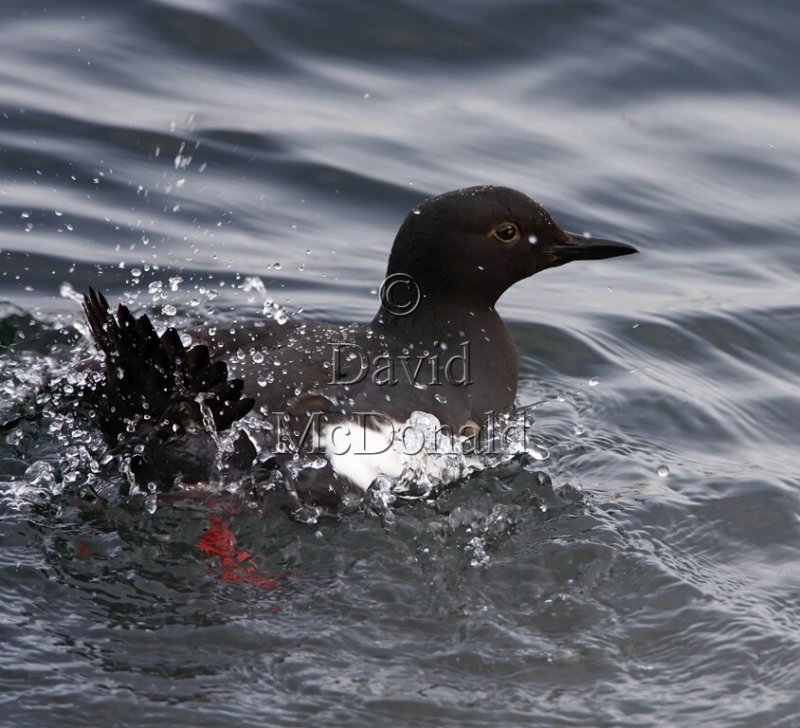 Pigeon Guillemot_9814.jpg