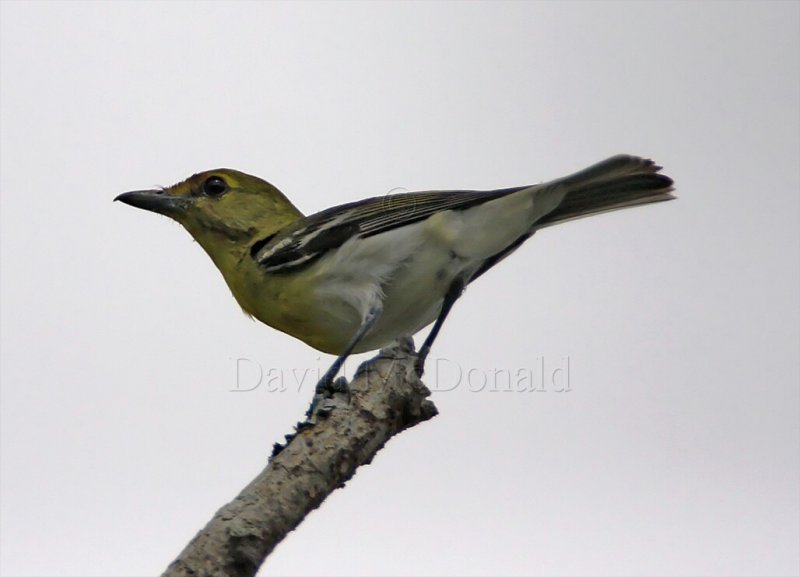 Yellow-throated Vireo_1079.jpg