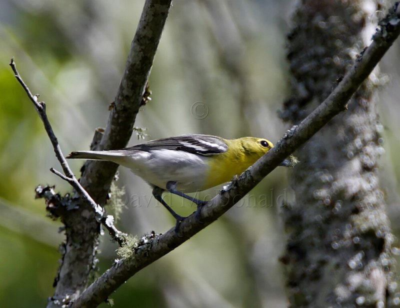 Yellow-throated Vireo_1086.jpg