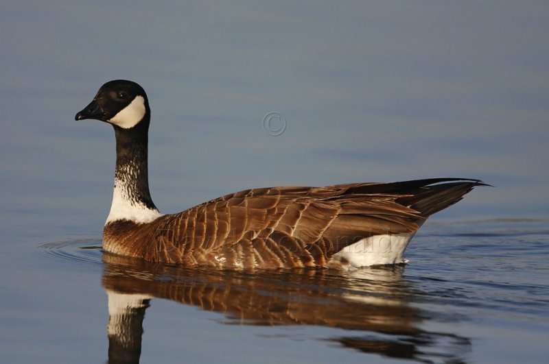 Cackling Goose Aleutian_0597.jpg