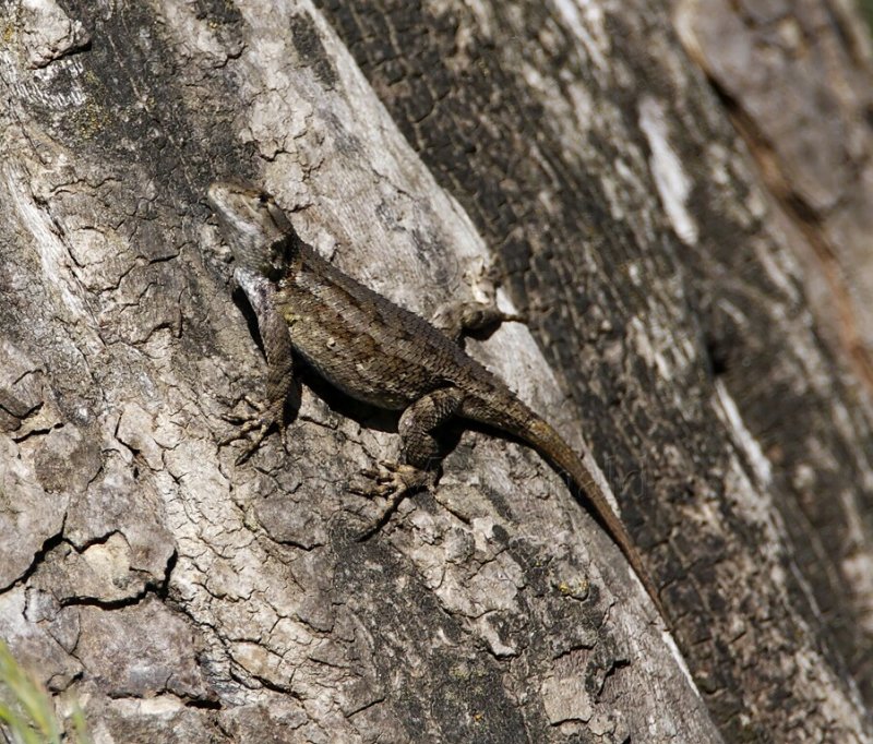 Western Fence Lizard_0729.jpg