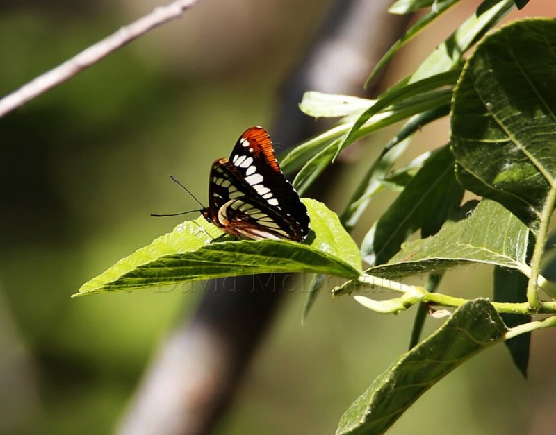 Lorquins Admiral_0715.jpg