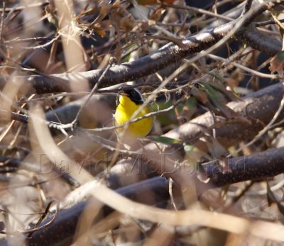 Common Yellowthroat - male_7943.jpg
