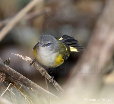 American Redstart - female_8574.jpg