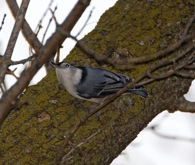 White-breasted Nuthatch - male_8219.jpg