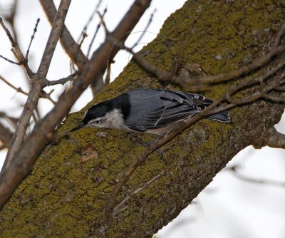 White-breasted Nuthatch - male_8214.jpg