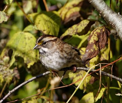 White-throated Sparrow_8484.jpg