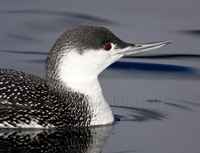 S001-2c Red-throated loon - non-breeding_3373.jpg