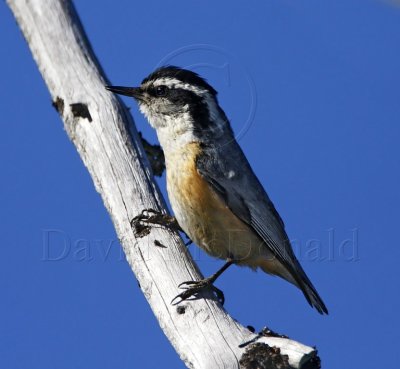 S013-1 Red-breasted Nuthatch_2885.jpg