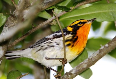 S019-1a Blackburnian Warbler - male breeding_7587.jpg