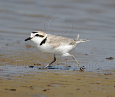 S044-1 Snowy Plover - breeding_8667.jpg