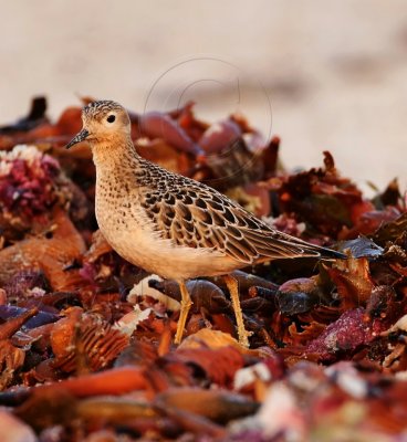 S087 Buff-breasted Sandpiper - juvenile_4453.jpg